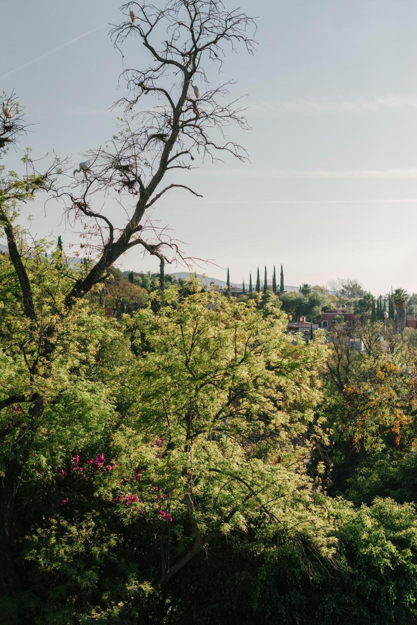 Hotel Apapacho Boutique San Miguel de Allende Kültér fotó